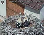 Capi_Dubne_20260627_105003.jpg