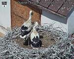 Capi_Dubne_20260627_105504.jpg