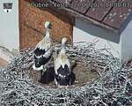 Capi_Dubne_20260627_110003.jpg