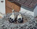 Capi_Dubne_20260627_110504.jpg
