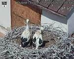 Capi_Dubne_20260627_111004.jpg