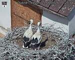 Capi_Dubne_20260627_112504.jpg
