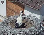 Capi_Dubne_20260627_115004.jpg