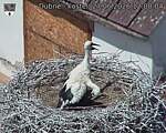 Capi_Dubne_20260627_120004.jpg