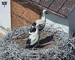 Capi_Dubne_20260627_121002.jpg