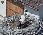 Capi_Dubne_20260627_123004.jpg