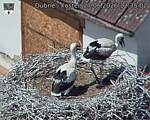 Capi_Dubne_20260627_123502.jpg