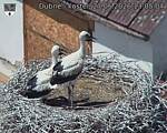 Capi_Dubne_20260627_130504.jpg
