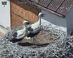 Capi_Dubne_20260627_131003.jpg