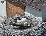 Capi_Dubne_20260627_132004.jpg