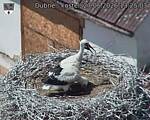 Capi_Dubne_20260627_132503.jpg