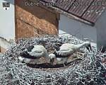 Capi_Dubne_20260627_134004.jpg