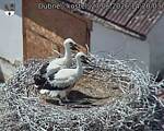 Capi_Dubne_20260627_142004.jpg