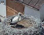 Capi_Dubne_20260627_143002.jpg