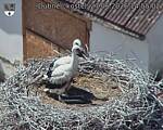 Capi_Dubne_20260627_145502.jpg