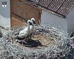Capi_Dubne_20260627_150002.jpg