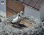 Capi_Dubne_20260627_150503.jpg