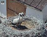Capi_Dubne_20260627_151004.jpg