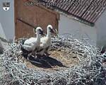 Capi_Dubne_20260627_152502.jpg