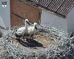 Capi_Dubne_20260627_153504.jpg