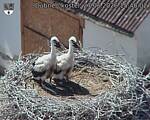 Capi_Dubne_20260627_154002.jpg