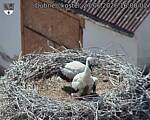 Capi_Dubne_20260627_160002.jpg