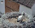 Capi_Dubne_20260627_160504.jpg