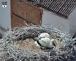 Capi_Dubne_20260627_161004.jpg