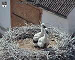 Capi_Dubne_20260627_161502.jpg
