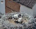 Capi_Dubne_20260627_162003.jpg