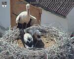 Capi_Dubne_20260627_165003.jpg