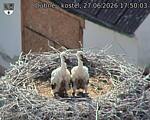 Capi_Dubne_20260627_175003.jpg