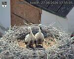 Capi_Dubne_20260627_175505.jpg