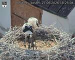 Capi_Dubne_20260627_182504.jpg