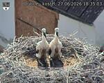 Capi_Dubne_20260627_183503.jpg