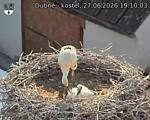 Capi_Dubne_20260627_191003.jpg
