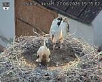 Capi_Dubne_20260627_193502.jpg
