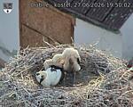 Capi_Dubne_20260627_195002.jpg