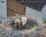 Capi_Dubne_20260627_195502.jpg