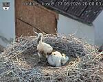 Capi_Dubne_20260627_200003.jpg