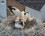 Capi_Dubne_20260627_200502.jpg