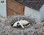 Capi_Dubne_20260627_205002.jpg