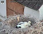 Capi_Dubne_20260628_045003.jpg