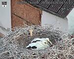 Capi_Dubne_20260628_045504.jpg