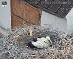 Capi_Dubne_20260628_050002.jpg
