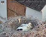 Capi_Dubne_20260628_051004.jpg