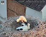 Capi_Dubne_20260628_052004.jpg