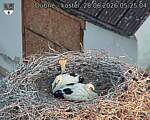 Capi_Dubne_20260628_052504.jpg