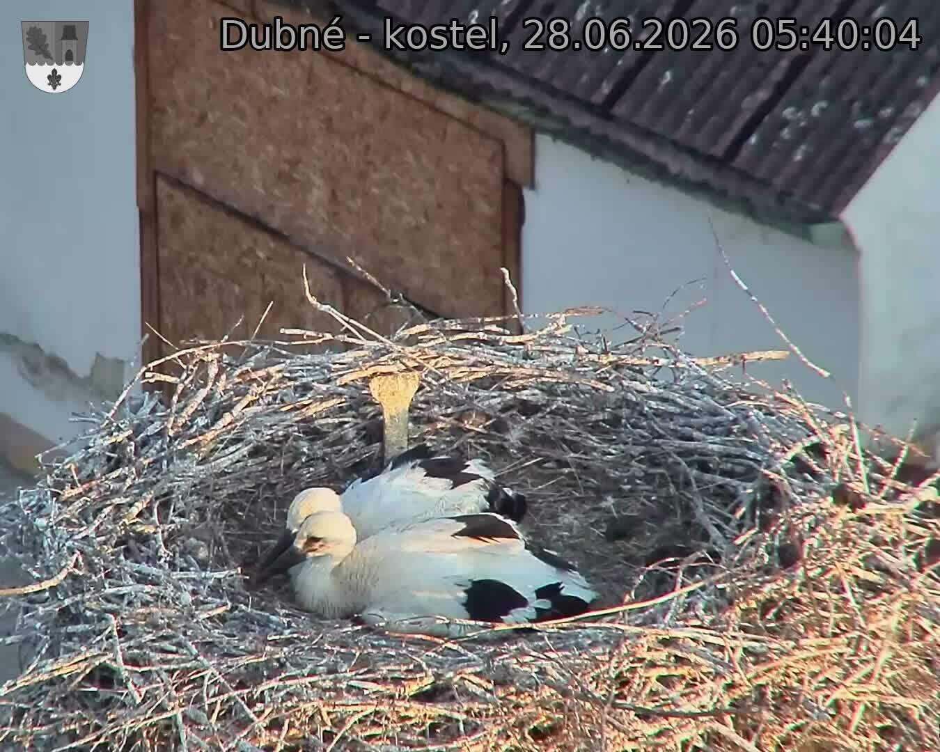 Capi_Dubne_20260628_054004.jpg (1350&nbsp;x&nbsp;1080)