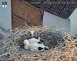 Capi_Dubne_20260628_054004.jpg